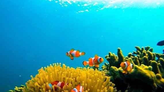 snorkeling bersama ikan nemo pahawang
