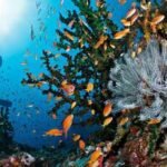 snorkeling di Pulau Weh