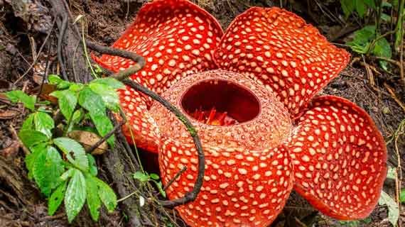 taman nasional dengan flora langka