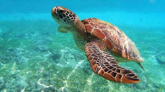 turtle conservation Lombok