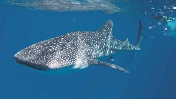 whale watching Sulawesi