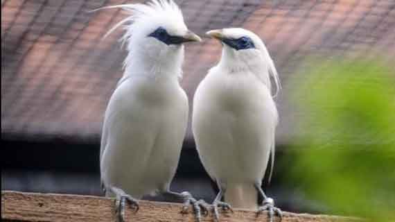 wisata burung Bali Barat