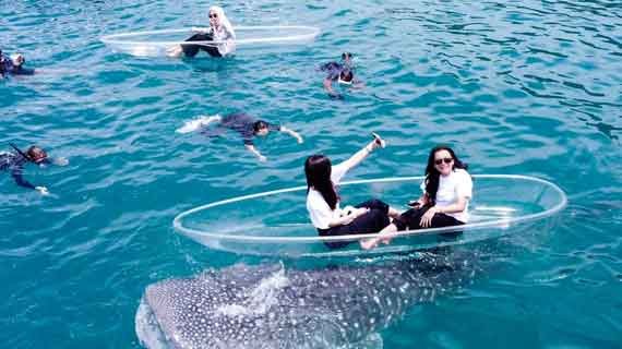 wisata hiu di Sulawesi