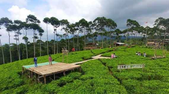 Wisata kebun teh Kepahiang