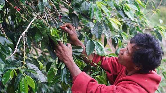 wisata kopi Toraja