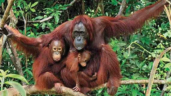 wisata orangutan Kalimantan