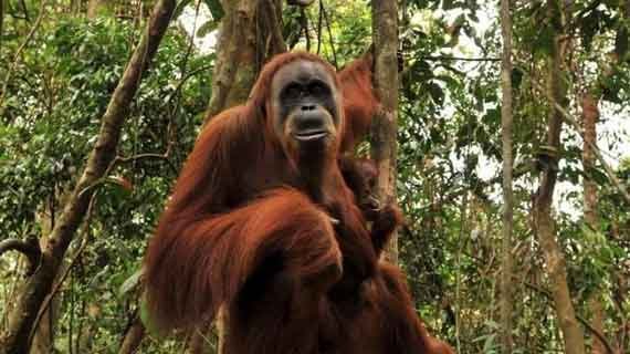 wisata orangutan Sumatera