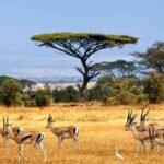 wisata safari Baluran