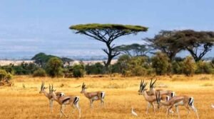 wisata safari Baluran