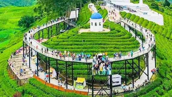 wisata teh Pangalengan