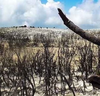 hutan mati papandayan foto pemandangan