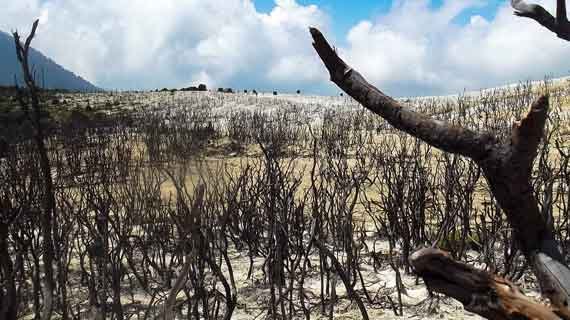 hutan mati papandayan foto pemandangan