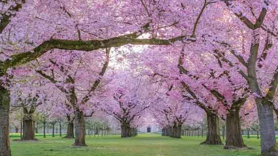 kebun raya cibodas sakura