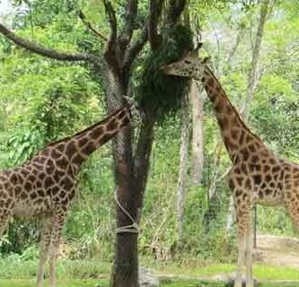 safari satwa jawa barat