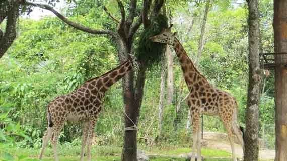 safari satwa jawa barat