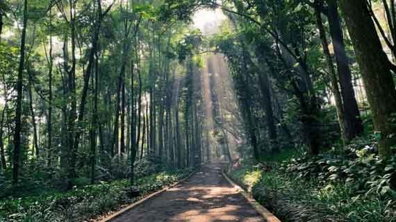 taman hutan raya djuanda Bandung