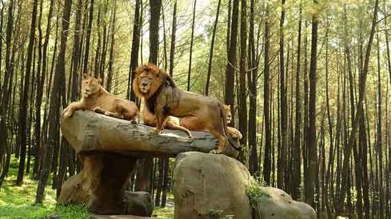taman safari indonesia bogor