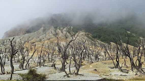 tebing hutan mati papandayan